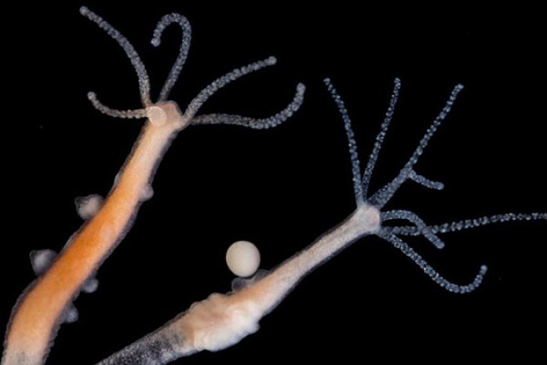 Кракен гидра